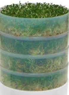a product from the Sprouting Equipment category